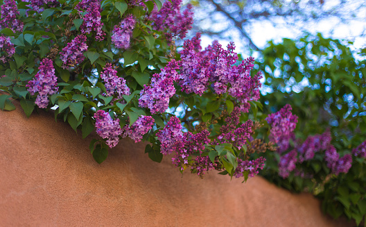 Santa Fe Style: Lilacs and Adobe Wall in Springtime