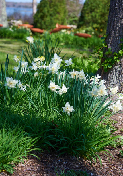 daffodils blooming in a garden along westport river, in westport ma - daffodil spring flower new england imagens e fotografias de stock