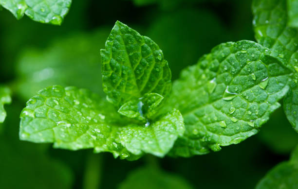 foglia di menta fresca - menta verde foto e immagini stock