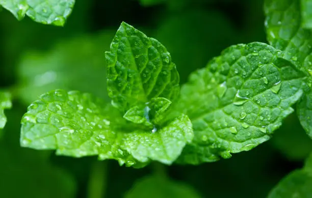 Photo of fresh mint leaf