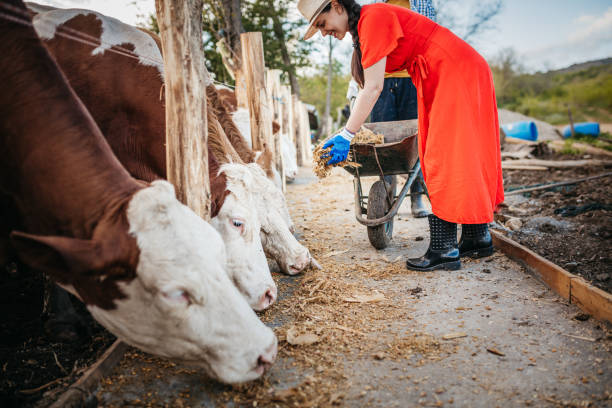istock The farmer feeds the cows 1318723886