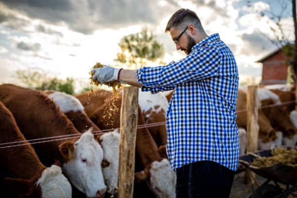 istock The farmer feeds the cows 1318723978