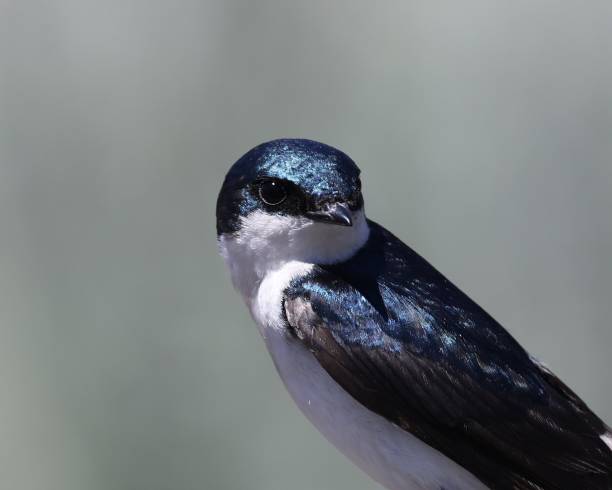istock Close up of the Beautiful Tree Swallow 1318725016