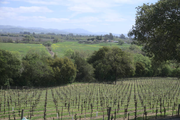 istock Santa Rosa, Wine and Dogs 1318726325
