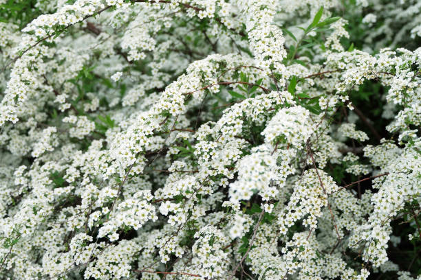 istock Blooming bushes of spirea 1318726445