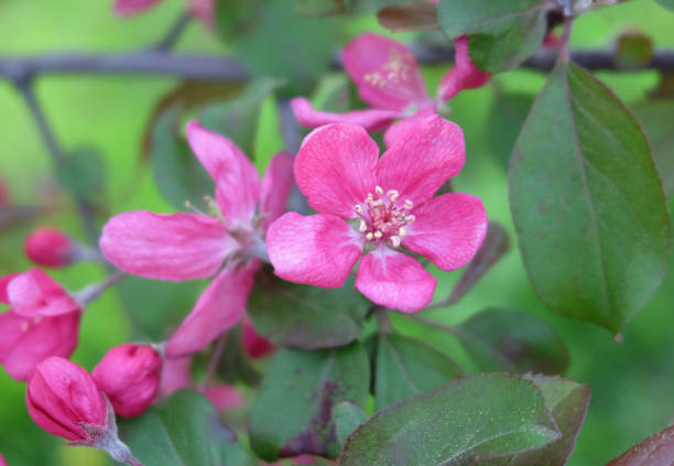 istock Blossoming branches of apple tree Malus purpurea 1318726956