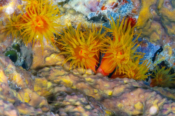 istock Orange cup coral,Tubastraea coccinea, 1318727462