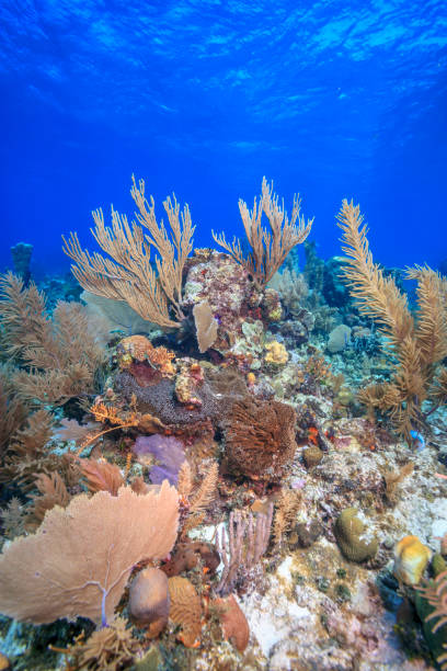 istock Caribbean coral garden 1318728156