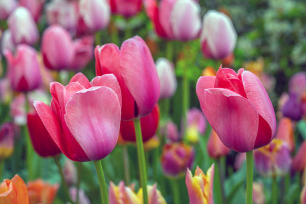 istock Shakespeare Garden in Central Park spring tulips 1318728200