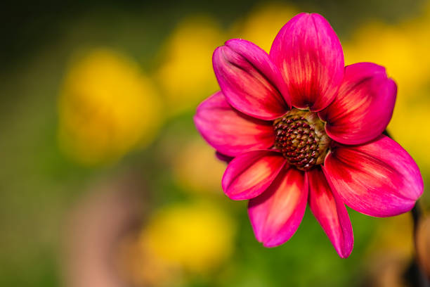 A pink and violet flower close up in a garden. Close up shot with yellow bokeh in background.