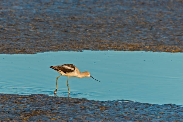 The American avocet (Recurvirostra americana) is a large wader in the avocet and stilt family, Recurvirostridae. Shollenberger Park, Petaluma, California. A fresh water pond. Springtime. 	Charadriiformes. The American avocet (Recurvirostra americana) is a large wader in the avocet and stilt family, Recurvirostridae. Shollenberger Park, Petaluma, California. A fresh water pond. Springtime. 	Charadriiformes. petaluma stock pictures, royalty-free photos & images