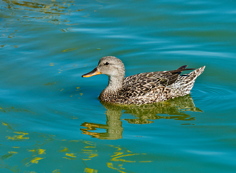 Gadwall (Anas strepera) is a common and widespread duck of the family Anatidae.
