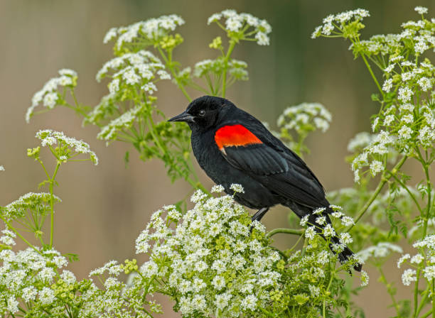 Photo of The red-winged blackbird (Agelaius phoeniceus) is a passerine bird of the family Icteridae found in most of North America and much of Central America. Passeriformes. Shollenberger Park, Sonoma County, California.