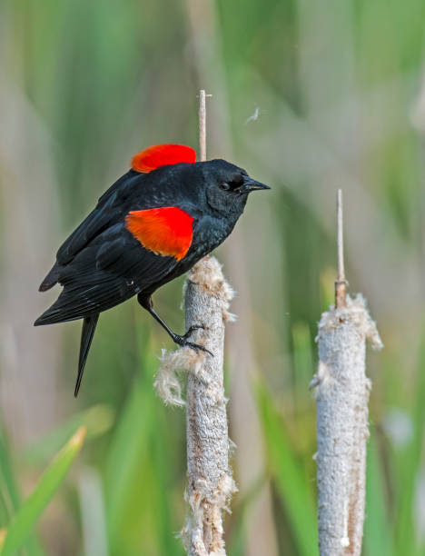 The red-winged blackbird (Agelaius phoeniceus) is a passerine bird of the family Icteridae found in most of North America and much of Central America. Passeriformes. Shollenberger Park, Sonoma County, California. The red-winged blackbird (Agelaius phoeniceus) is a passerine bird of the family Icteridae found in most of North America and much of Central America. Passeriformes. Shollenberger Park, Sonoma County, California. Male displaying. petaluma stock pictures, royalty-free photos & images
