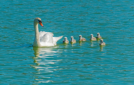 The Mute Swan (Cygnus olor) is a species of swan, and thus a member of the duck, goose and swan family Anatidae. Swimming with its young chicks.