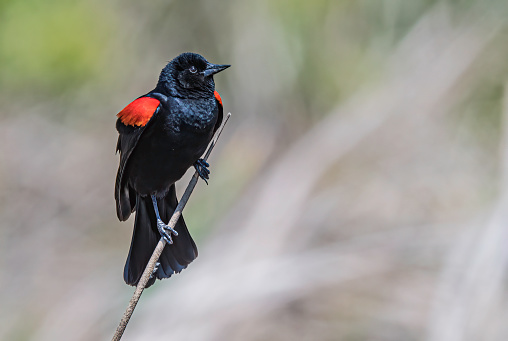 The red-winged blackbird (Agelaius phoeniceus) is a passerine bird of the family Icteridae found in most of North America and much of Central America. Passeriformes. Shollenberger Park, Sonoma County, California. Male displaying.
