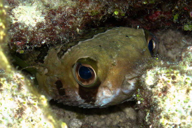 diodon liturosus - black-blotched porcupinefish - porcupinefish imagens e fotografias de stock