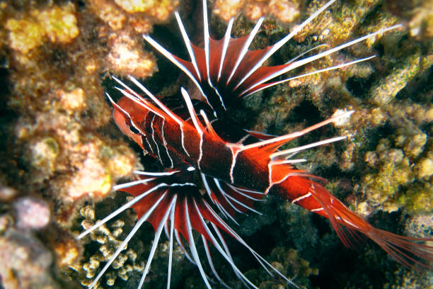 Lionfish - Clearfin Lionfish - Pterois radiata Lionfish - Clearfin Lionfish - Pterois radiata on coral reef of Maldives pterois radiata stock pictures, royalty-free photos & images