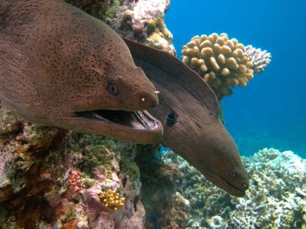 Giant Moray Eel - Gymnothorax Nudivome Giant Moray Eel - Gymnothorax Nudivome two animals on coral reef of Maldives. ascidiacea stock pictures, royalty-free photos & images