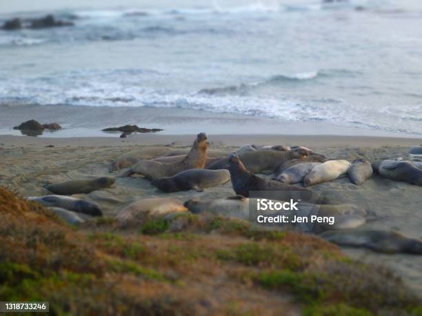 Elephant Seals California Stock Photo - Download Image Now - Animal, Animal Wildlife, Animals In The Wild