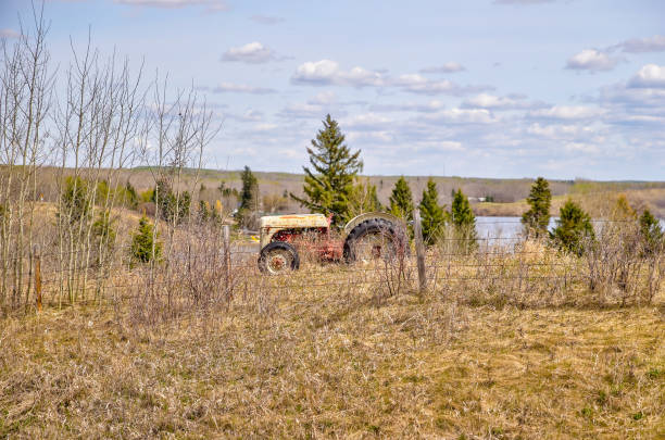 landscapes of the alberta countryside around pine lake and red deer - pine tree imagens e fotografias de stock