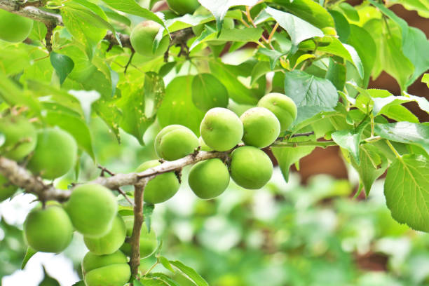 istock Fruit of the plum 1318735701
