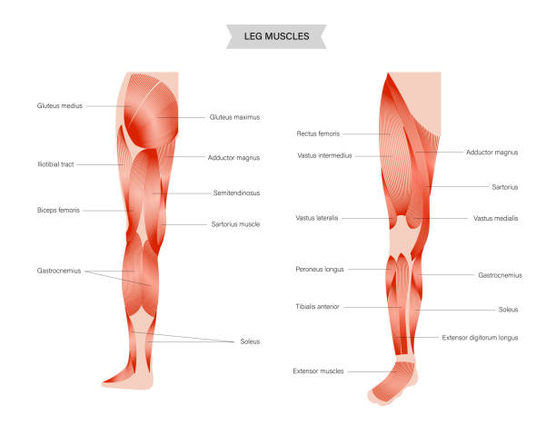 ilustrações de stock, clip art, desenhos animados e ícones de muscular system legs - human muscle illustrations