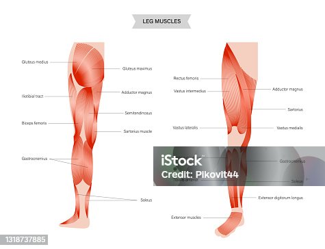 8,300+ Leg Muscles Stock Illustrations, Royalty-Free Vector Graphics & Clip  Art - iStock