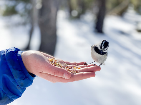 Child feeding wild chickadee birds by hand in the wild while hiking