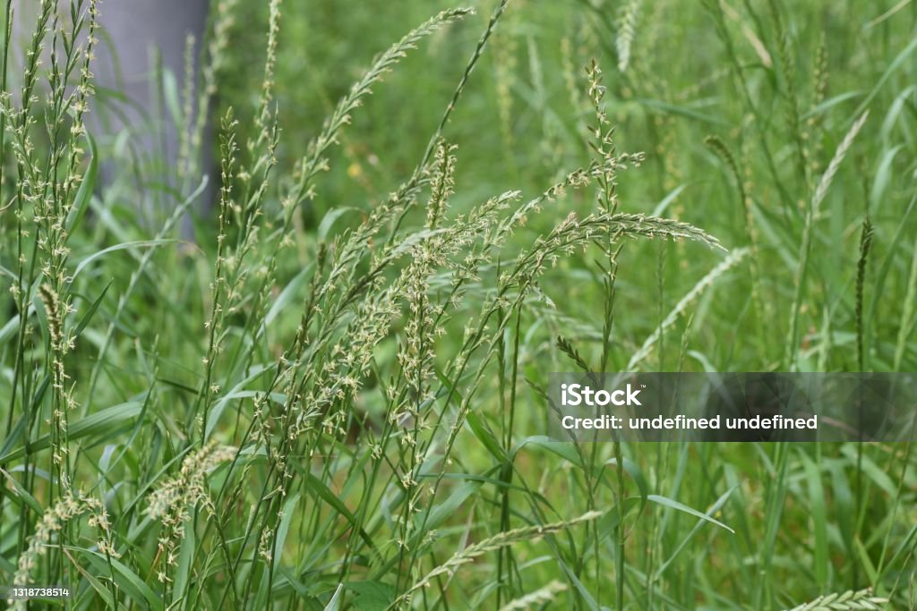 Perennial ryegrass flowers. Perennial ryegrass flowers. Poaceae prennial grass. Perennial Stock Photo