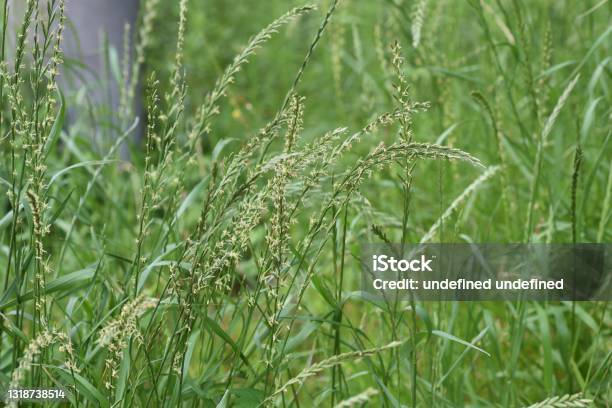 Perennial Ryegrass Flowers Stock Photo - Download Image Now - Perennial, Agricultural Field, Animal Wildlife