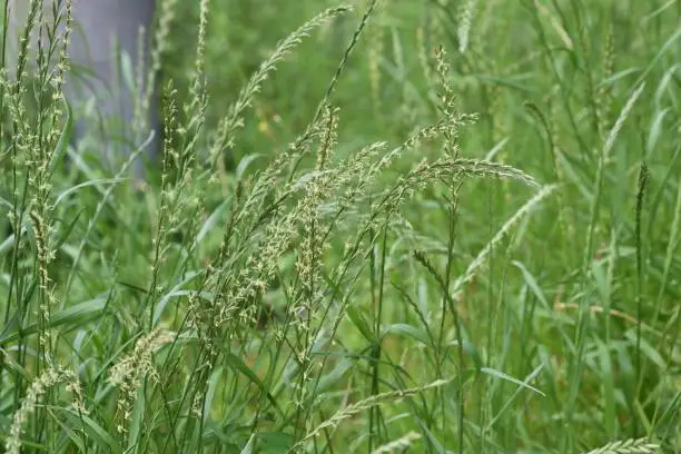 Perennial ryegrass flowers. Poaceae prennial grass.