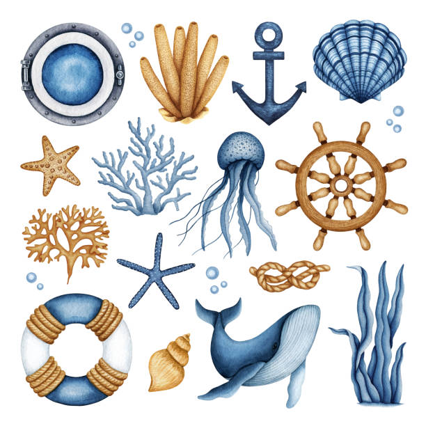 Sea life Nautical watercolor set. Ship Equipment, Sea Animal and Plant collection. Hand drawn maritime design elements isolated Nautical watercolor set. Travel Ship Equipment - Lifebuoy, Steering wheel, Porthole, Anchor, Rope Knot. Sea life - Seaweed, Coral, Jellyfish, Whale, Seashell. Hand drawn maritime elements isolated sail boat clipart pictures stock illustrations
