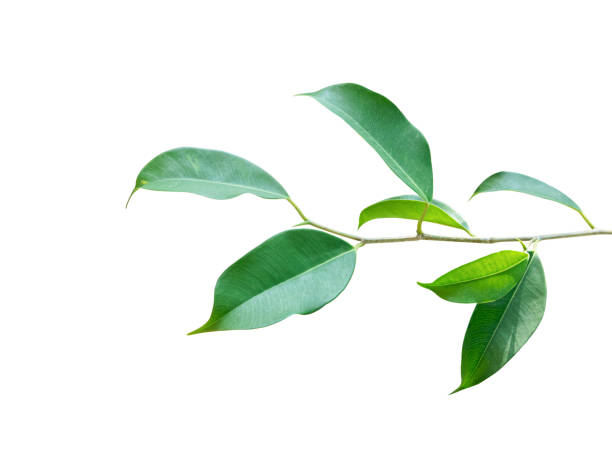 istock Green leaves branch isolated on white background with clipping path. 1318741385