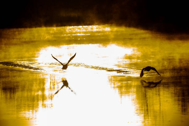 istock Sunrise on lake with Geese taking off 1318741391