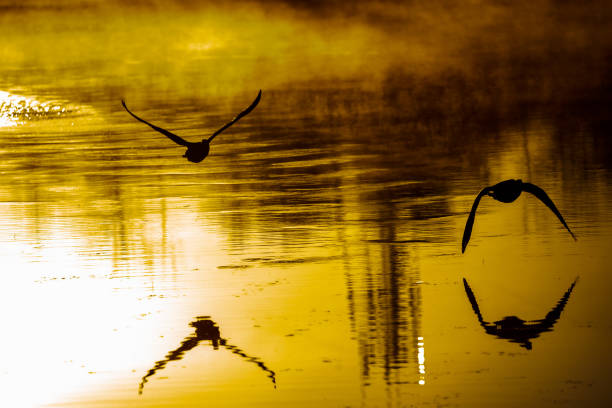 istock Sunrise on lake with Geese taking off 1318742055