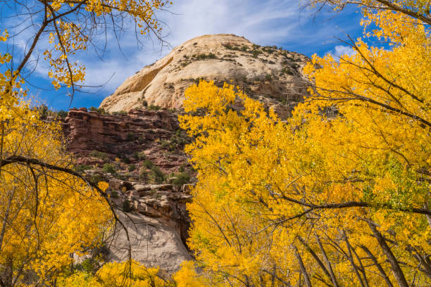istock Yellow Trees White Rock Dome Valley Canyonlands Needles Utah 1318747078