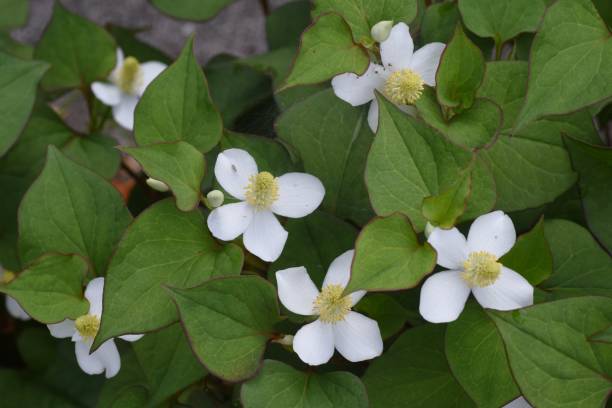 istock Houttuynia flowers. 1318747418