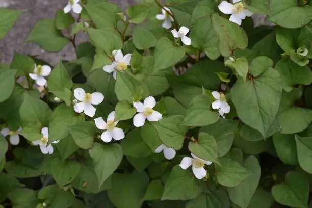 Photo of Houttuynia flowers.