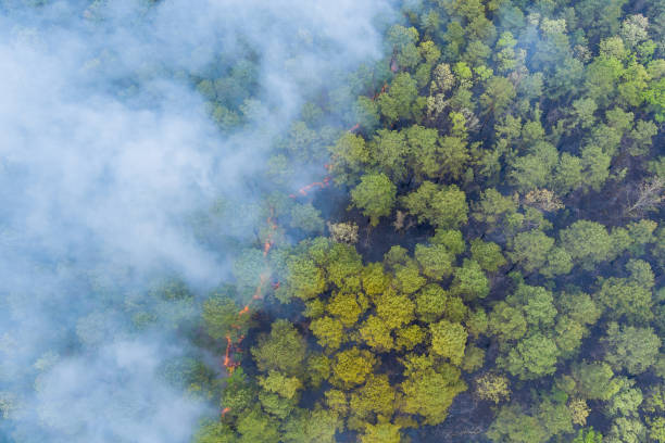 istock Panorama aerial wildfire is burning trees dry grass in the forest. 1318748438