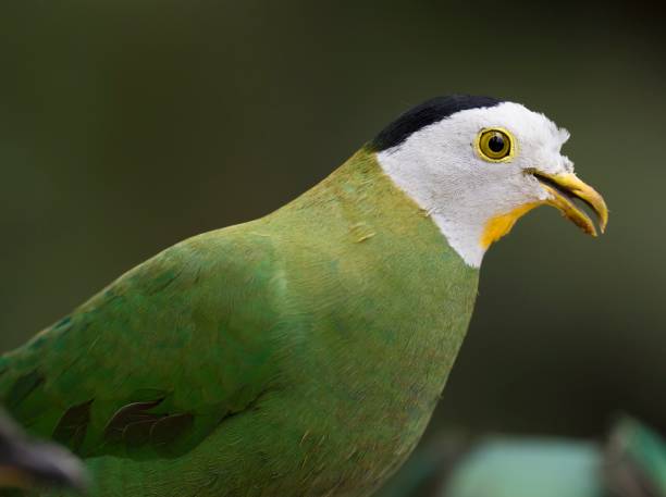 istock Black naped Fruit dove macro portrait 1318753893