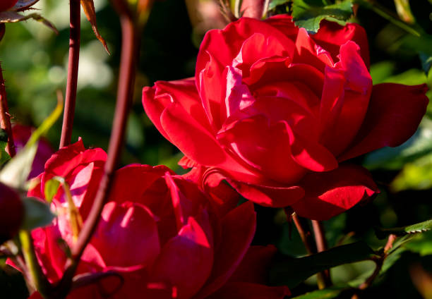 istock Bright red Rose in the afternoon sun 1318757677