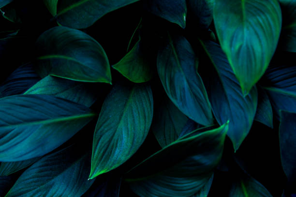 istock tropical leaves, abstract green leaves texture, nature background 1318759746