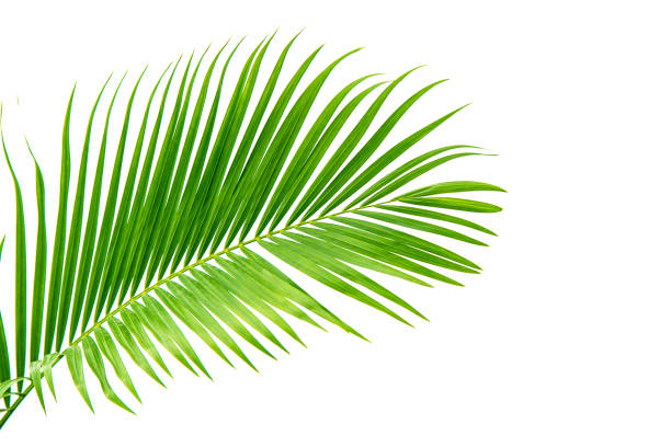 istock Beautiful green palm leaf isolated on white background with for design elements, tropical leaf, summer background 1318759810