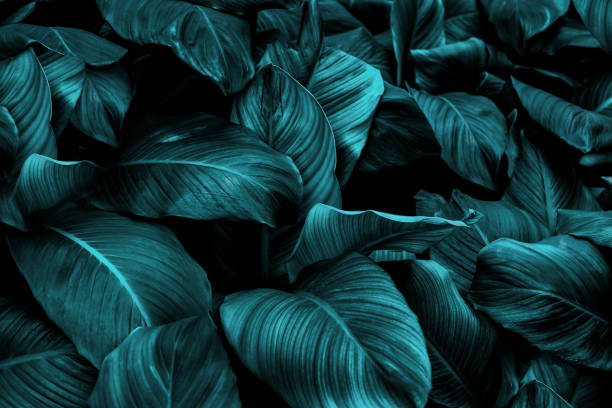 istock tropical leaves, abstract green leaves texture, nature background 1318759815