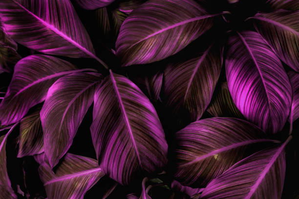istock tropical leaves, abstract green leaves texture, nature background 1318759855