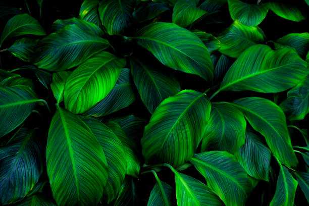 istock tropical leaves, abstract green leaves texture, nature background 1318759856