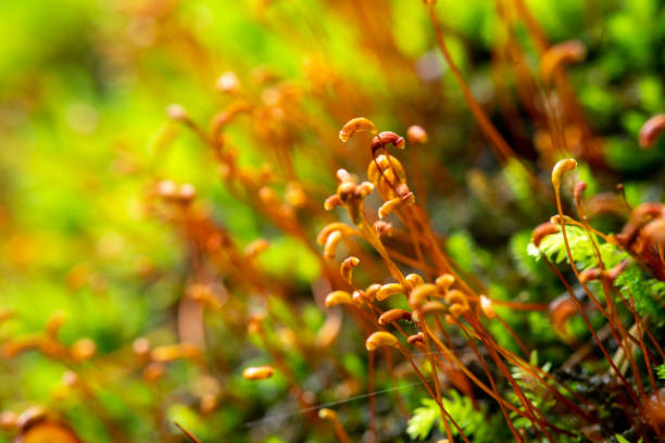 horizontal abstract shot of green moss in nature.