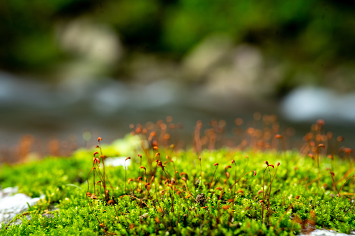 horizontal abstract shot of green moss in nature.