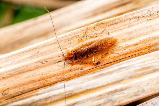 Photo of Cockroach isolated over white background